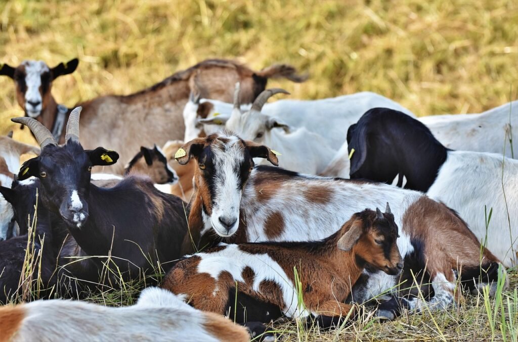 goat, herd of goats, domestic goats-4546013.jpg